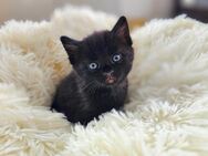 Kitten Katzenbabys - Rodgau