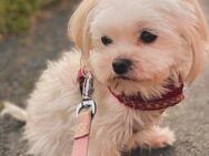 Zwei kleine Hündinnen suchen ein liebevolles Zuhause – Malteser-Yorkie-Mix, 7 Jahre - Königswinter
