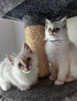 Zwei Heilige Birma Kitten suchen ein liebevolles Zuhause 🐾 - Neuenstein (Hessen)