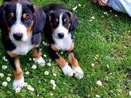 Entlebucher Sennenhund Welpen - Hennef (Sieg)