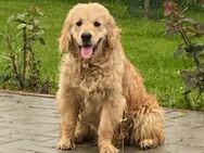 🧡 Amber - Markkleeberg