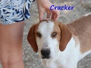 Cracker ein Hund zum verlieben 10/21 GRC - Ruppertsecken