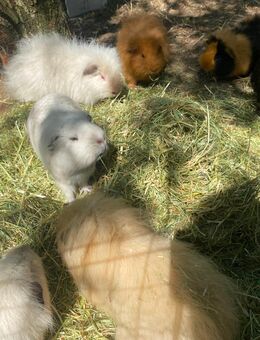 Meerschweinchen zu verkaufen - Bocholt