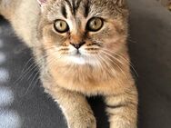 Britisch Kurzhaar-Langhaar Mix Kitten - Kater - Duisburg