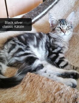 Maine Coon kitten - Berlin
