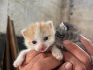Rot-weißes Katzenbaby - Hohenmölsen