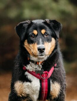 Kluge Marissa sucht passendes Zuhause - Duisburg