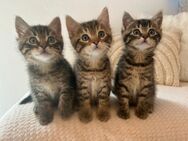 Kitten suchen ab Ende Juli ein neues Zuhause! - Ingelbach