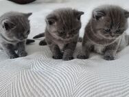 BKH Britische Kurzhaar Kitten - Rheinzabern