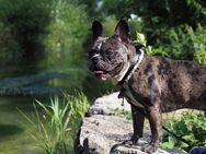 Französische Bulldogge sucht neues Zuhause ♥️ - Bad Urach