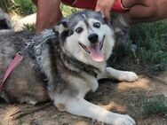 Husky Hera für Couch-Potatoes - Leonberg (Baden-Württemberg)