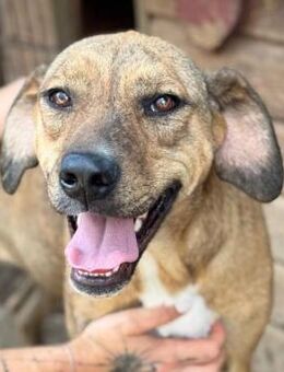 Traumhündin ~ESJA sehr fröhlich und nett - Duisburg