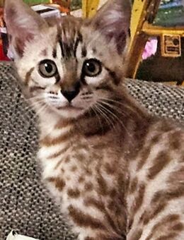 Reinrassige Blue Snow Mink Spotted Tabby Bengal Kitten - Schwäbisch Gmünd