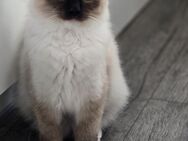 Ragdoll Kitten abgabebereit - Rülzheim