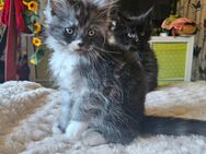 2 Maine Coon / sibirier mix Kater - Knüllwald