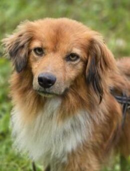 APOLLO -mit anderen Hunden verträglich - Velbert