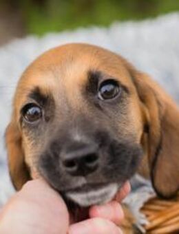 BAILEYS - lustig und verspielt - Overath