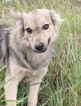 SOS: hübscher Welpe Thor in Gefahr ..... - Kempen