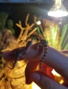 Zerckgecko Paar + Terrarium - Edertal