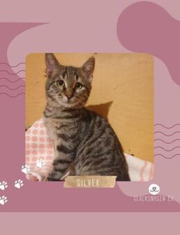 Kater Silver wartet auf seine Familie - Lalendorf