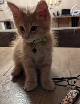 Wunderschöne Main Coon Kitten suchen ein Zuhause - Iserlohn