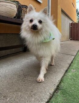 Toffee-SR: Süßer Opi sucht warmes Heim - Neustadt (Rübenberge)