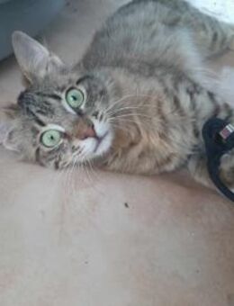 Cher, kleines Löwenköpfchen, ca. 1 Jahr - Vaterstetten