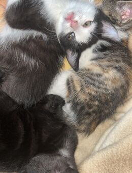 Schwarz-weiße Babykatze zu verkaufen (8.8.25) - Prosselsheim