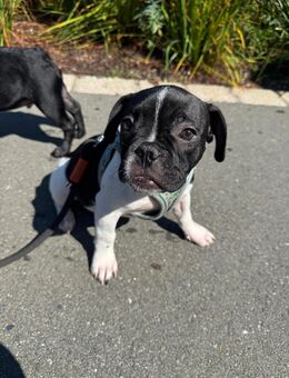 Bulldoggen Mischlings Welpen - Altenkunstadt