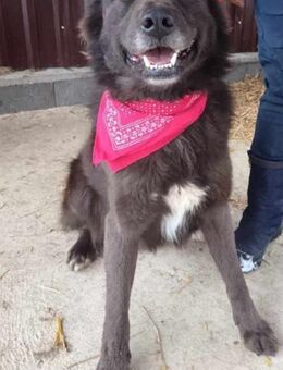 Bojtar, Einzelprinz Schäferhundmix - Remagen