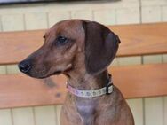 Charlie, liebenswerte Dackelprinzessin - Neuhausen (Spree)