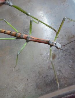 Phasmiden Nuichua rabaeyae Stabschrecke Vietnam Insekten 20x adult - Köln