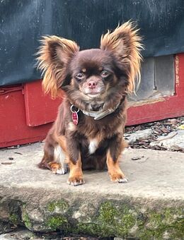 Chihuahua Hündin mit ZTP und Ahnentafel - Schefflenz