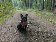 Französische Bulldoggen Hündin - Wernigerode