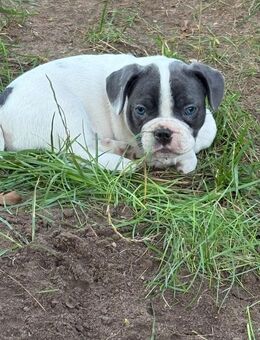 Französische Bulldoggen Mix - Seelze