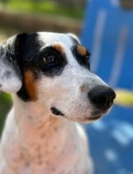 Terrier-Mix Peppa (Tierschutz) - Höchenschwand