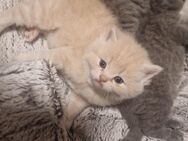 Katzenbabys - Schortens