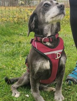 Dita, super brave Seniorin - Heinsdorfergrund