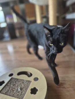 entspannte Brüder Tom und Jerry Lorch - Geisenheim