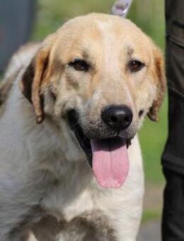 Courbet - sehr zutraulich u. liebenswert - Lohra