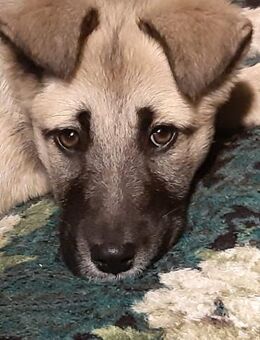 Koko - Mönchengladbach