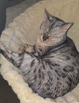 Reinrassige bengal Katze - Geilenkirchen