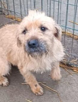 Mango möchte ihr Herz verschenken - Olsberg