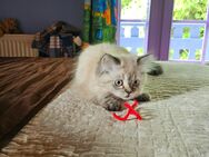 1 Reinrassiges Perser.kitten - Warder