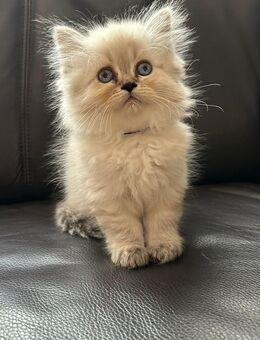 Schöne Kitten - Wuppertal