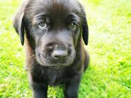 Labrador Welpen Arbeitslinie reinrassig - Calau