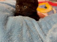 BKH kitten - Windeck