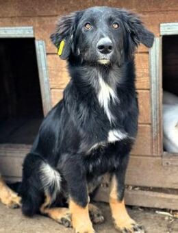 CHANTILLY~tolle ausgeglichene Junghündin - Duisburg