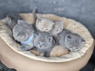 BKH KITTEN - Bremen