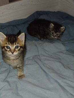 Zwei süße Kitten suchen liebevolles Zuhause - Euskirchen